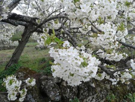 Imagen Cerezo en Flor